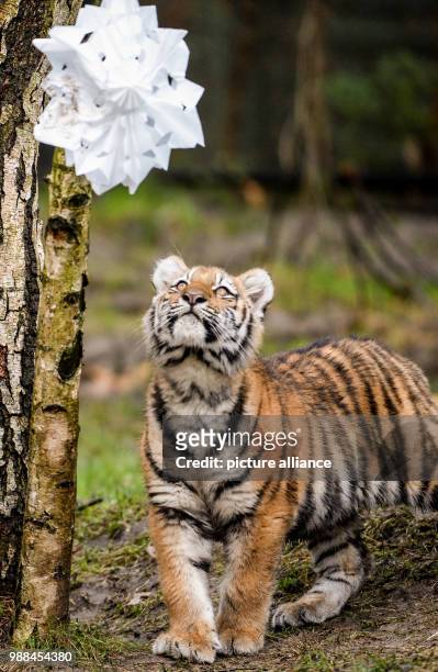 Six month old tiger cub looks toward a Christmas star hanging from a tree branch, filled with food, inside his cage at the Zoo Hagenbeck in Hamburg,...