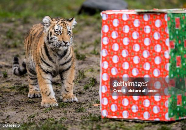 Six month old tiger cub looks at a box of presents filled with food inside his cage at the Zoo Hagenbeck in Hamburg, Germany, 5 December 2017....