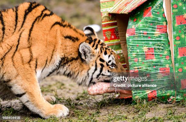 Tigress inspects a box of presents filled with food inside her cage at the Zoo Hagenbeck in Hamburg, Germany, 5 December 2017. Hagenbeck's tigers...