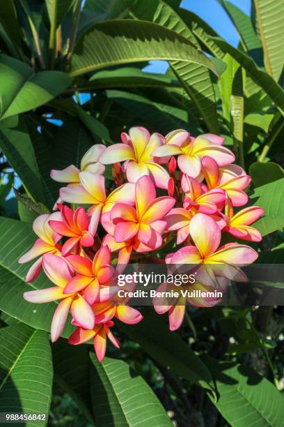 fleurs de frangipanier - frangipanier stockfoto's en -beelden