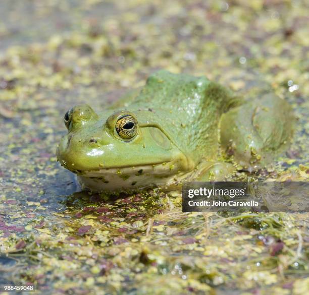 jeremiah - american bullfrog stock pictures, royalty-free photos & images