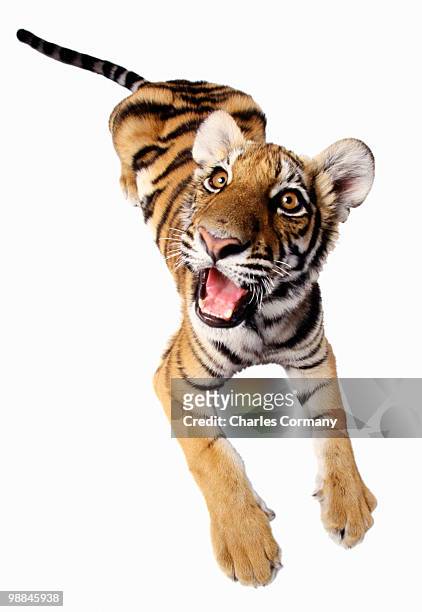 bengal tiger lying down - baby tiger stock pictures, royalty-free photos & images