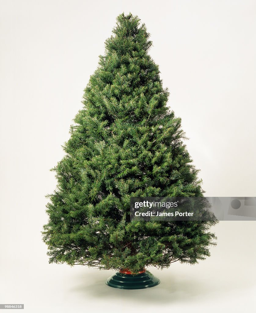 Undecorated Christmas tree