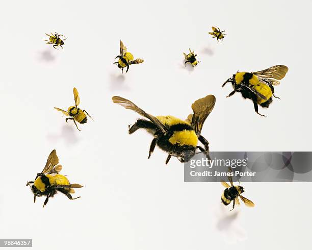 bees - bee 個照片及圖片檔