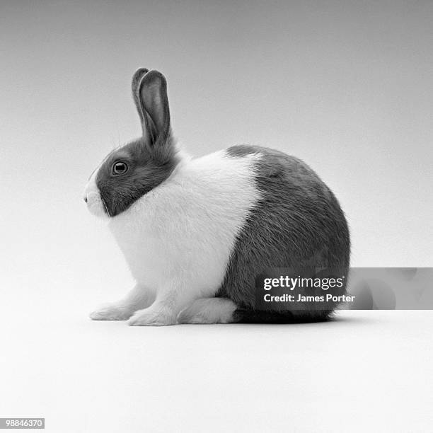 181 Dutch Rabbit Stock Photos, High-Res Pictures, and Images - Getty Images