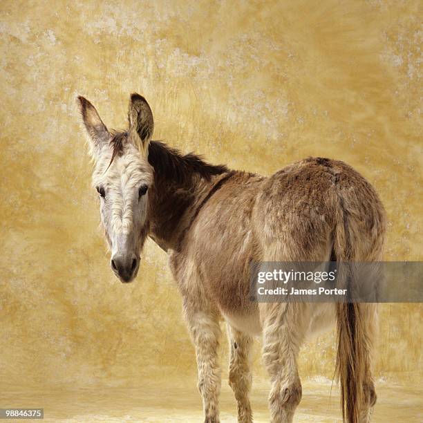 55 Donkeys Rear End Stock Photos, High-Res Pictures, and Images - Getty ...