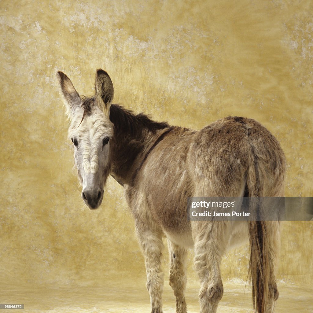 Jackass in studio looking over shoulder