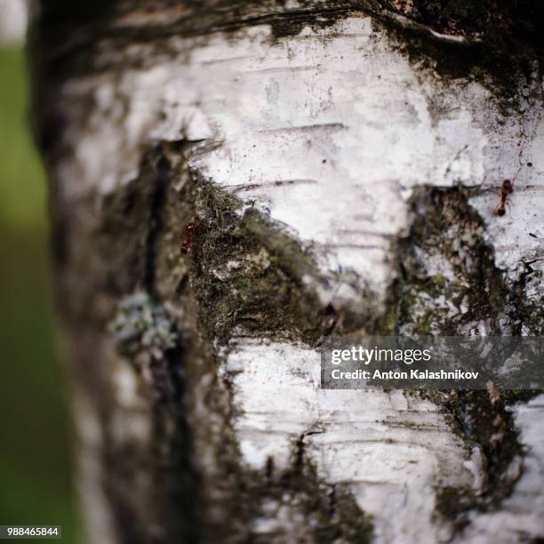 Trees Macro Spring 482 Tree Bark Macro Stock Photos, High-Res Pictures, and Images - Getty ...