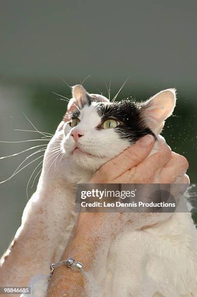 cat being washed - angry wet cat stock pictures, royalty-free photos & images