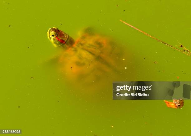 Drippy Turtle Dripping Turtle Photos and Premium High Res Pictures - Getty Images