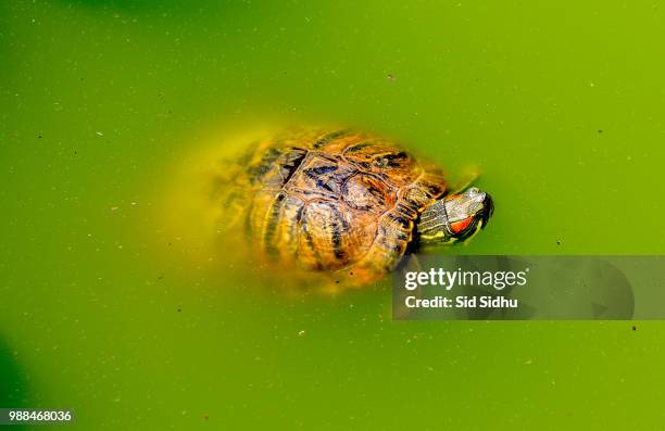 Drippy Turtle 110 Dripping Turtle Stock Photos, High-Res Pictures, and Images - Getty ...