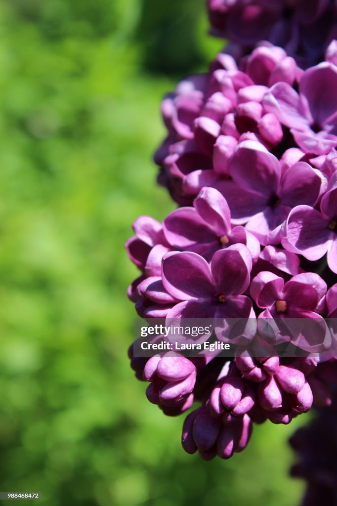 Lilac