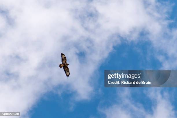 raptor in the sky - bruin fotografías e imágenes de stock