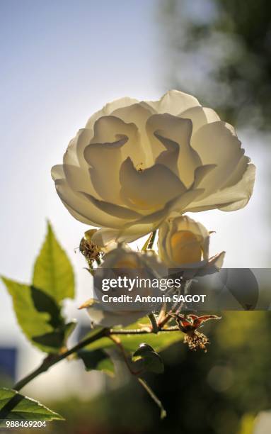 rose blanche - white rose - rose blanche stockfoto's en -beelden