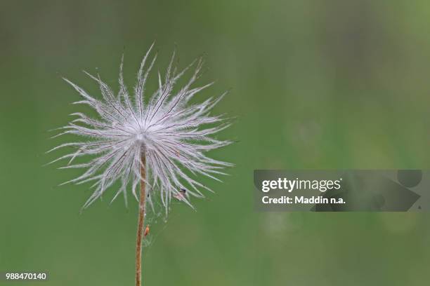 alpine anemone - pulsatilla alpina - pulsatilla alpina stock pictures, royalty-free photos & images