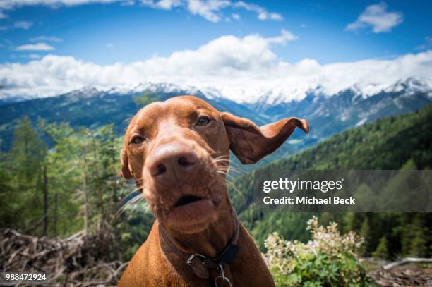 fritz - vizsla stock pictures, royalty-free photos & images