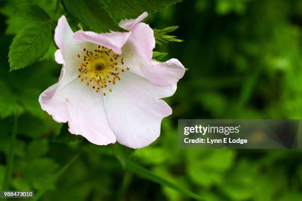 rosa canina - ca nina stock pictures, royalty-free photos & images