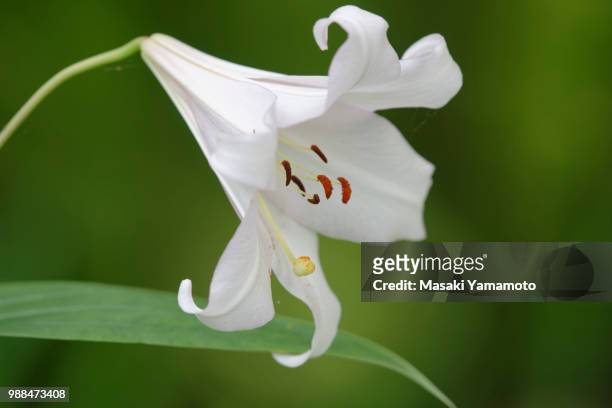 bamboo lily - japanese lily stock pictures, royalty-free photos & images