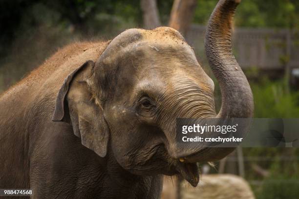 the lucky elephant - czech republic photos et images de collection