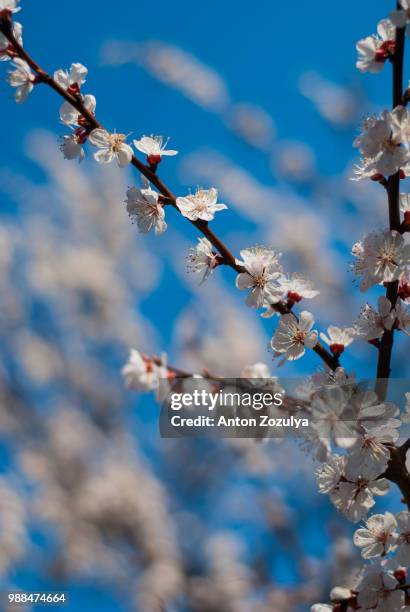 spring comes - zozulya fotografías e imágenes de stock