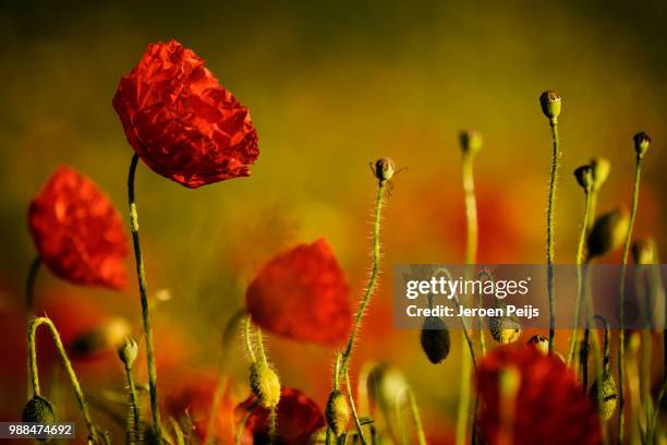 Dutch Poppy 629 Netherlands Poppies Stock Photos, High-Res Pictures, and Images ...