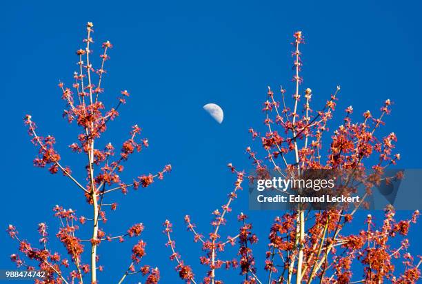 spring moon, issaquah, washington - leckert stockfoto's en -beelden