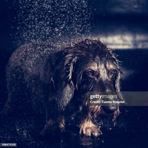 dog portraits - wire haired dachshund stock pictures, royalty-free photos & images