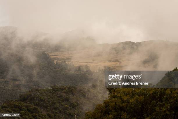 sabana de los leones - leones imagens e fotografias de stock