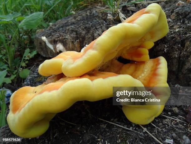 giant yellow - ascomycete stock pictures, royalty-free photos & images