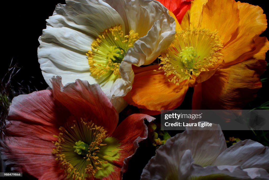 Poppies