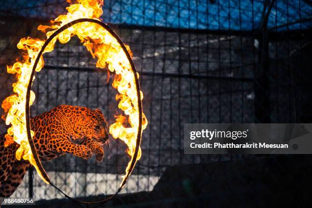 a leopard leaps through a ring of fire. - ring flames stock-fotos und bilder