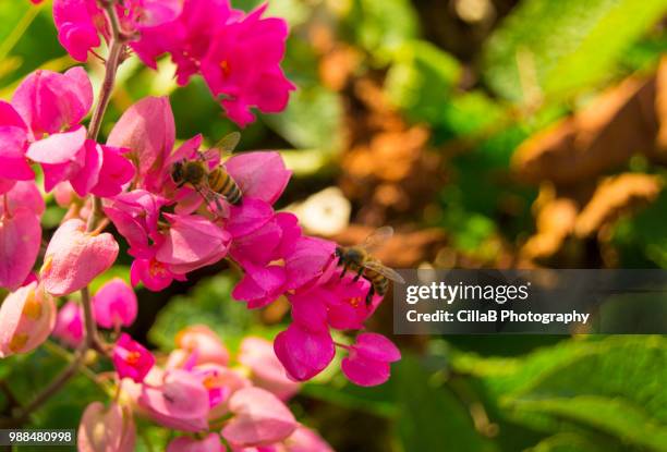 busy bees - cilla stockfoto's en -beelden