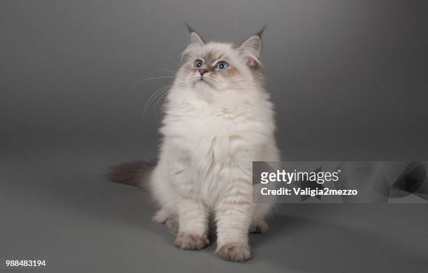 leyla syberian cat - valigia stock pictures, royalty-free photos & images