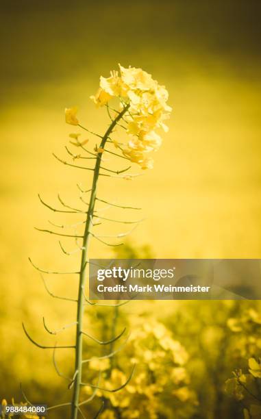 rape field - rapsfeld - rapsfeld stockfoto's en -beelden