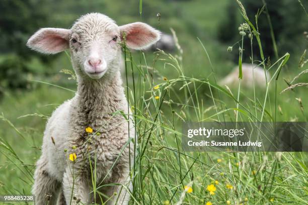 a lamb in a grassy field, baden-wurttemberg, germany. - lamb stock-fotos und bilder