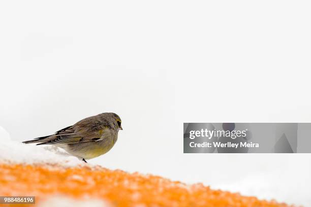 winter came - dark eyed junco stock pictures, royalty-free photos & images