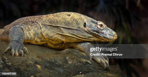 komodo dragon - komodo dragon stock pictures, royalty-free photos & images