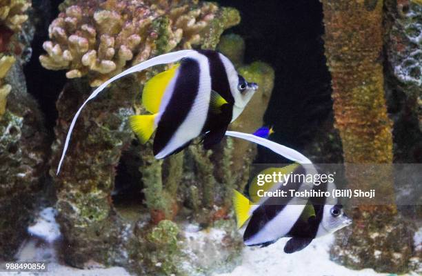 angel fish - kaiserfisch stock-fotos und bilder