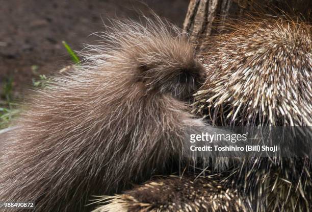 porcupine baby(1) - baby porcupines stockfoto's en -beelden