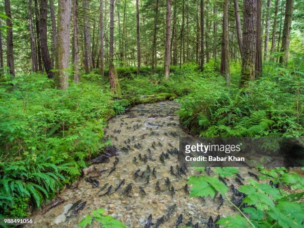 salmon spawning in a forest stream. - desovar imagens e fotografias de stock