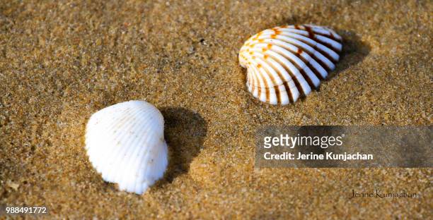 shells - concha de amêijoa imagens e fotografias de stock