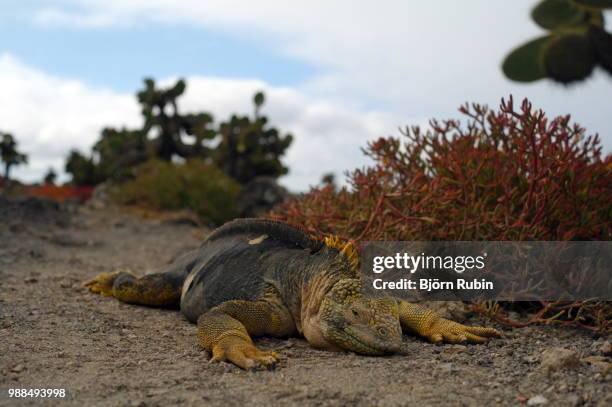 land guana lying flat - land iguana 個照片及圖片檔