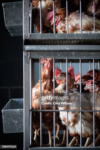 we eat this (the chicken elevator) - caged chickens stock pictures, royalty-free photos & images