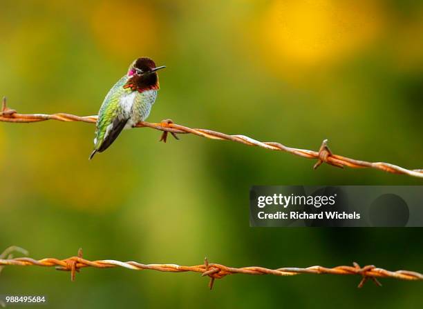 barbed wire humming bird - humming stock pictures, royalty-free photos & images