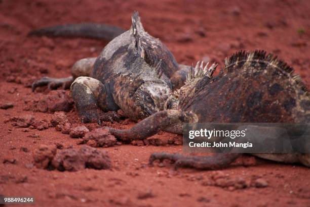 marine iguanas fighting - galapagos land iguana bildbanksfoton och bilder