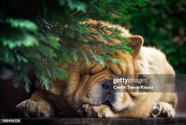 chow chow sleeping on step - chow stock-fotos und bilder