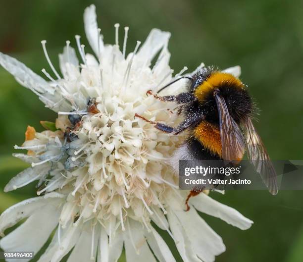 buff-tailed bumblebee (bombus terrestris) - bumble bee stock pictures, royalty-free photos & images