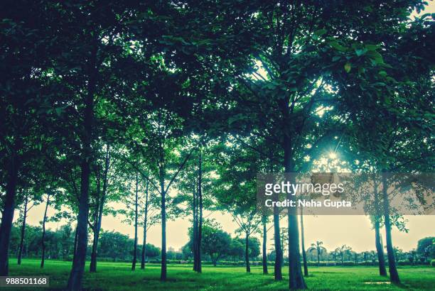 sunset in the forest - neha gupta stock pictures, royalty-free photos & images