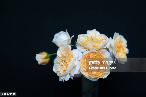 English Country Roses Image English Roses Photos and Premium High Res Pictures - Getty Images