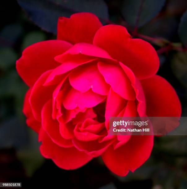 rose - nathan rose stock pictures, royalty-free photos & images